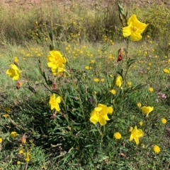 Oenothera stricta subsp. stricta (Common Evening Primrose) at Conder, ACT - 19 Jan 2024 by MattS
