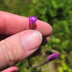 Epilobium billardiereanum (Willowherb) at South East Forest National Park - 18 Jan 2024 by Csteele4