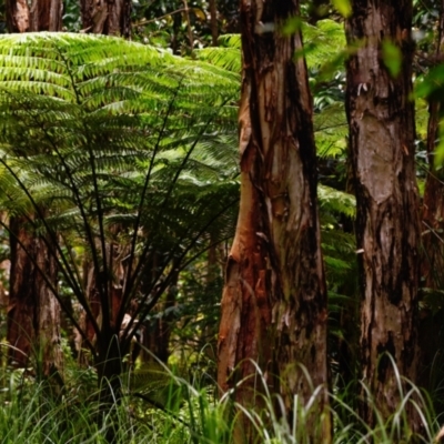 Cyathea cooperi (Straw Treefern) at Victoria Point, QLD - 18 Jan 2024 by PJH123