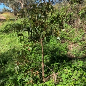 Brachychiton populneus at Tuggeranong Hill - 19 Jan 2024 09:59 AM