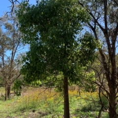 Brachychiton populneus at Tuggeranong Hill - 19 Jan 2024 09:59 AM