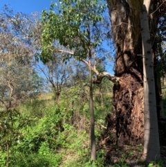 Brachychiton populneus at Tuggeranong Hill - 19 Jan 2024 09:59 AM