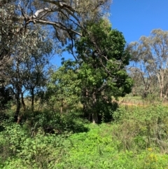 Brachychiton populneus at Tuggeranong Hill - 19 Jan 2024 09:59 AM