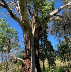 Brachychiton populneus at Tuggeranong Hill - 19 Jan 2024 09:59 AM