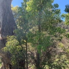 Brachychiton populneus (Kurrajong) at Theodore, ACT - 18 Jan 2024 by MattS