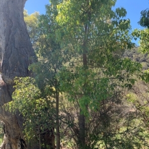 Brachychiton populneus at Tuggeranong Hill - 19 Jan 2024 09:57 AM