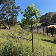 Brachychiton populneus at Tuggeranong Hill - 19 Jan 2024 09:57 AM