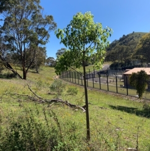 Brachychiton populneus at Tuggeranong Hill - 19 Jan 2024 09:57 AM