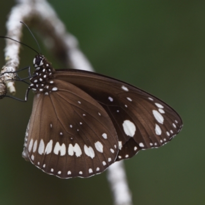 Euploea corinna (Common Crow Butterfly, Oleander Butterfly) at Victoria Point, QLD - 18 Jan 2024 by PJH123
