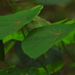 Macaranga tanarius (Bullocks Heart) at Victoria Point, QLD - 18 Jan 2024 by PJH123