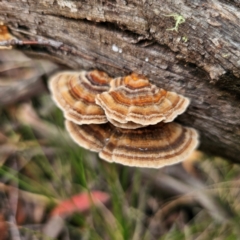 Trametes versicolor (Turkey Tail) at South East Forest National Park - 18 Jan 2024 by Csteele4