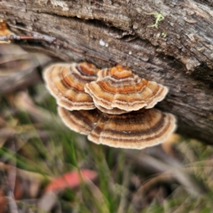 Trametes versicolor at Nunnock Swamp - 18 Jan 2024