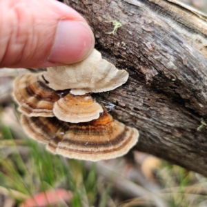 Trametes versicolor at Nunnock Swamp - 18 Jan 2024