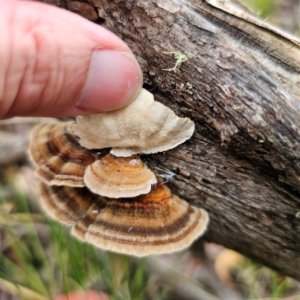 Trametes versicolor at Nunnock Swamp - 18 Jan 2024