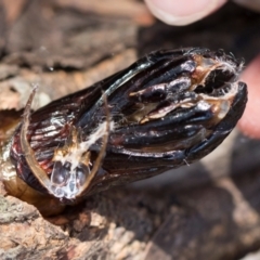 Cossidae (immature) (A Wood moth (Cossidae)) at South East Forest National Park - 18 Jan 2024 by AlisonMilton