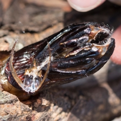 Cossidae (immature) at Nunnock Swamp - 18 Jan 2024 by AlisonMilton