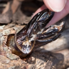 Cossidae at South East Forest National Park - 18 Jan 2024