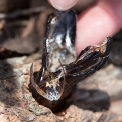 Cossidae at South East Forest National Park - 18 Jan 2024