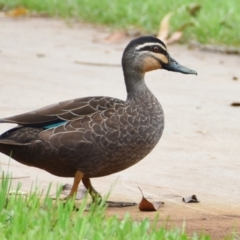 Anas superciliosa (Pacific Black Duck) at Victoria Point, QLD - 18 Jan 2024 by PJH123
