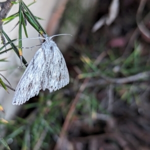 Cyneoterpna wilsoni at Holder, ACT - 18 Jan 2024