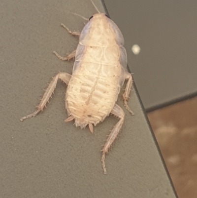 Blattidae sp. (family) (Unidentified blattid cockroach) at Holt, ACT - 19 Jan 2024 by chrisz