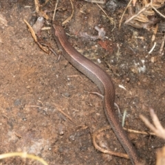 Anepischetosia maccoyi (MacCoy's Skink) at Glenbog State Forest - 18 Jan 2024 by AlisonMilton