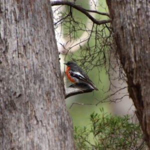 Petroica phoenicea at South East Forest National Park - 18 Jan 2024 02:55 PM