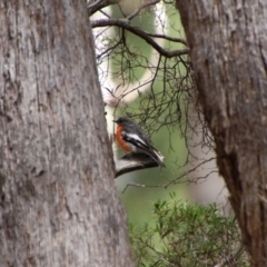 Petroica phoenicea at South East Forest National Park - 18 Jan 2024 02:55 PM