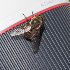 Tabanidae (family) (Unidentified march or horse fly) at South East Forest National Park - 18 Jan 2024 by AlisonMilton