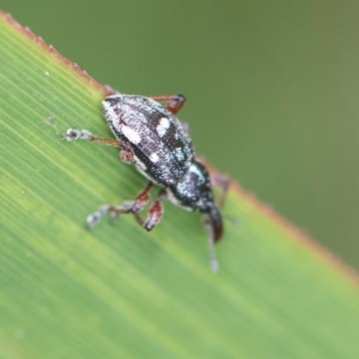 Aoplocnemis rufipes (A weevil) at Glen Allen, NSW - 18 Jan 2024 by AlisonMilton