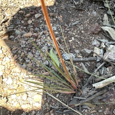 Stylidium graminifolium (Grass Triggerplant) at Cook, ACT - 19 Jan 2024 by lbradley