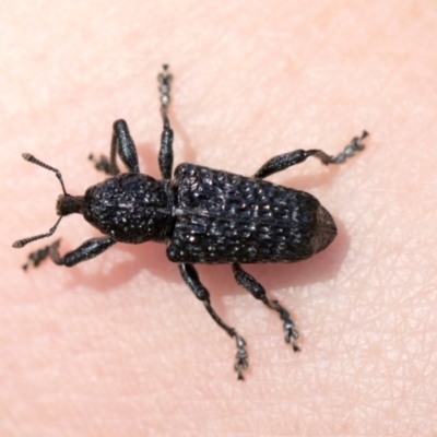 Chrysolopus detritus (Detritus weevil) at Glen Allen, NSW - 18 Jan 2024 by AlisonMilton