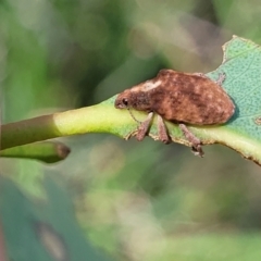 Gonipterus scutellatus (Eucalyptus snout beetle, gum tree weevil) at Fraser, ACT - 19 Jan 2024 by trevorpreston