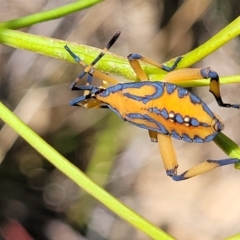 Amorbus alternatus (Eucalyptus Tip Bug) at Fraser, ACT - 19 Jan 2024 by trevorpreston