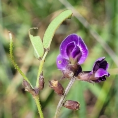 Glycine tabacina (Variable Glycine) at Kuringa Woodlands - 19 Jan 2024 by trevorpreston