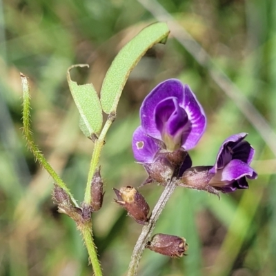 Glycine tabacina (Variable Glycine) at Kuringa Woodlands - 19 Jan 2024 by trevorpreston