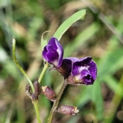 Glycine tabacina at Kuringa Woodlands - 19 Jan 2024 12:13 PM