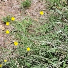 Chondrilla juncea at Kuringa Woodlands - 19 Jan 2024