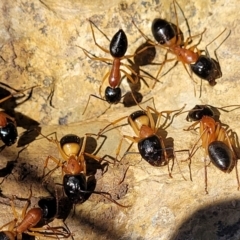 Camponotus consobrinus (Banded sugar ant) at Fraser, ACT - 19 Jan 2024 by trevorpreston