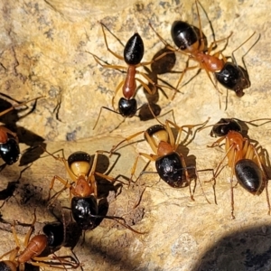 Camponotus consobrinus at Kuringa Woodlands - 19 Jan 2024 12:10 PM