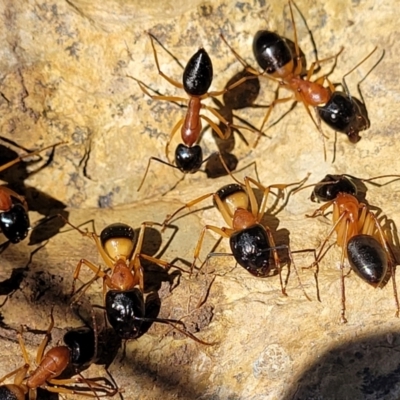 Camponotus consobrinus (Banded sugar ant) at Kuringa Woodlands - 19 Jan 2024 by trevorpreston