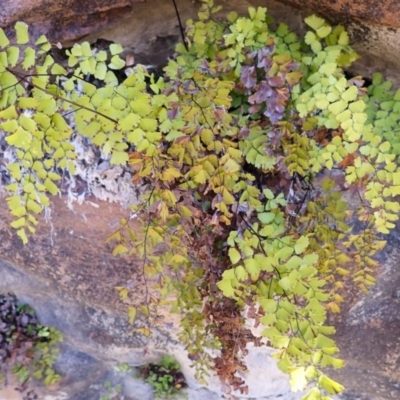 Adiantum capillus-veneris at Avon, NSW - 18 Jan 2024 by plants