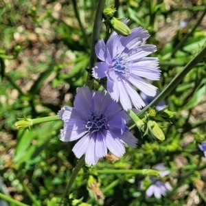 Cichorium intybus at Kuringa Woodlands - 19 Jan 2024