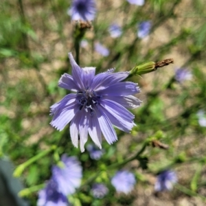 Cichorium intybus at Kuringa Woodlands - 19 Jan 2024