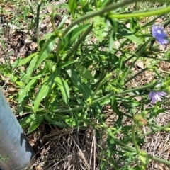 Cichorium intybus at Kuringa Woodlands - 19 Jan 2024