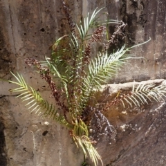 Pteris vittata (Chinese Brake, Ladder Brake) by plants