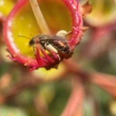 Leioproctus (Leioproctus) amabilis (A plaster bee) at Broulee, NSW - 13 Jan 2024 by PeterA