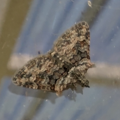 Phrissogonus laticostata (Apple looper moth) at Kambah, ACT - 19 Jan 2024 by HelenCross