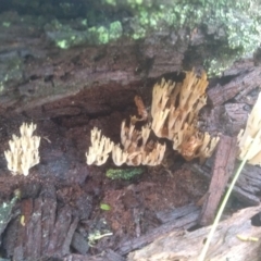 Artomyces colensoi at Glenbog State Forest - 17 Jan 2024 by mahargiani