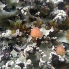 Unidentified Cap on a stem; gills below cap [mushrooms or mushroom-like] at Bemboka, NSW - 17 Jan 2024 by mahargiani